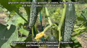 Огурцы Обожают в Июле Такое Питание! Даже Хилые Оживают