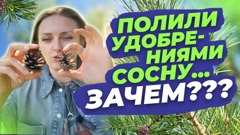 УДОБРЕНИЯ ДЛЯ СОСНЫ