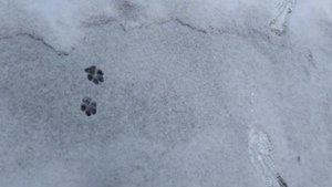 Test Drive BMAI CARBON FLY - карбоновые кроссовки для всех!! 🧐👟  |