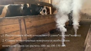 ТАМБЕЙ - телята для фермеров (меча)