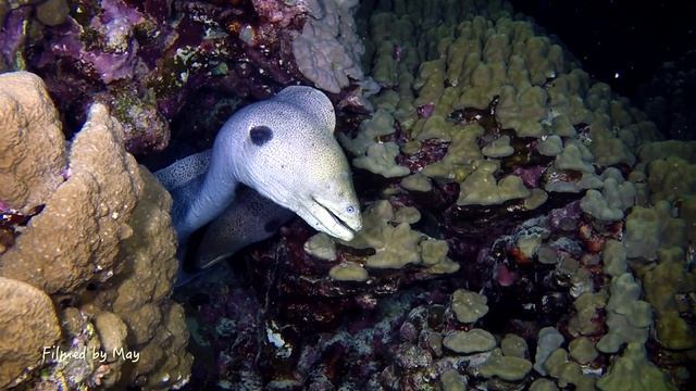 Мгновения любви, мгновения смерти/Moments of Love, moments of Death смотреть онлайн