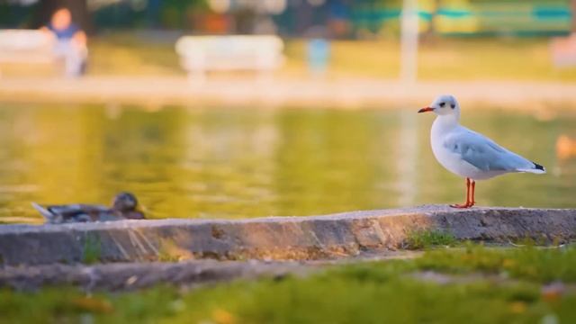 Техничка, шутки ради, надела халат хирурга и вошла в оп смотреть онлайн