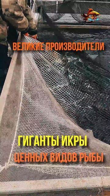 Впервые вижу большого живого муксуна так близко Рыбал смотреть онлайн