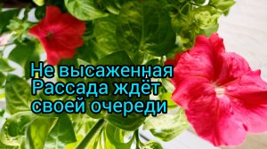 Доброе☀️утро☔19-05-2025Клумба,рассада ждёт 🌿 #сад #цветы #жизнь инвалида #обзор рассады #рассада