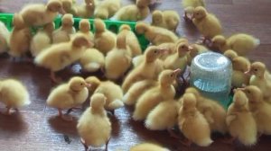 Мускусные утки