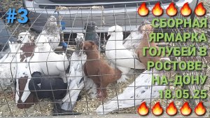 🔥🔥🔥 Сборная ярмарка голубей в Ростове на Дону. Птичий рынок 18.05.25. Часть 3. Pigeons Fair.