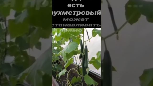 Теплица Парник от производителя!- Прочный металлическ смотреть онлайн