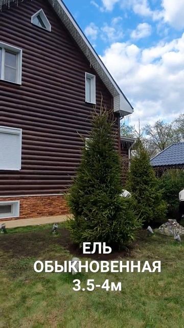 ЕЛЬ ОБЫКНОВЕННАЯ посадка с гарантией #крупномрыВорон? смотреть онлайн