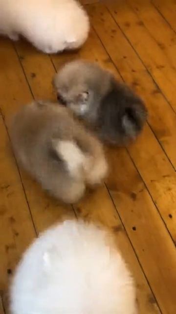 Шпицы мишки продаются смотреть онлайн