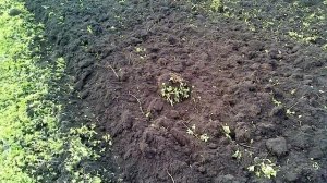 Мотоблок салют с плугом и грунтозацепами
