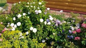 По летний сад часть  (1)