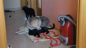 Луна, выплюнь кота!