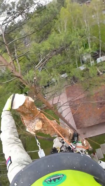 Спил дерева нависающего над крышей дома. Иркутск и обл смотреть онлайн