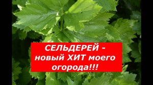 Сельдерей. Идеальный способ посева на рассаду. Когда высадить в открытый грунт? #сельдерей #овощи