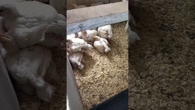 кормление несушек | бройлеров секция курятника | мотоб