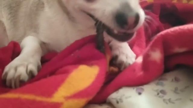 Vlog:  ура пришли шорты думали что большие но.....||❤️❤️❤ смотреть онлайн