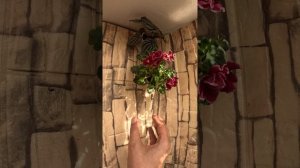 Фиалки Зима Улыбается, ВаТ-Супер Мама, ПТ-Гранд Султан 13 04 25г