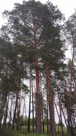 Поход в Лес Золотой бор  Самарской области!