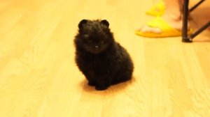 Шпиц мальчик 1.5 мес