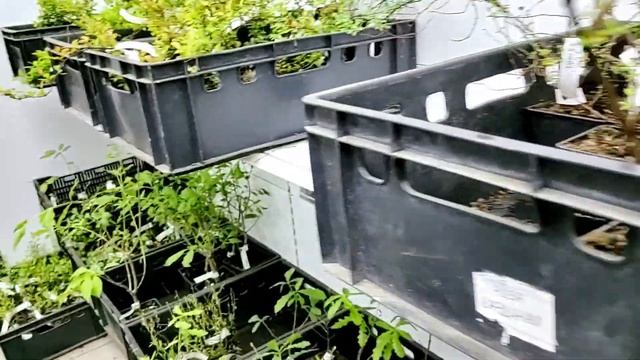 Поездка в питомник.Обзор сельхозтехники.Прикупили растишек.А снег идет...... смотреть онлайн