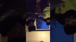 ДПС ГИБДД — Домодедово беспредел ч1