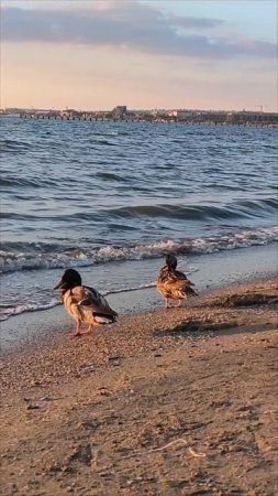 Обстановка на пляже в Анапе сейчас