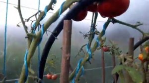 Томат Командир полка. 2 августа 2024 г.