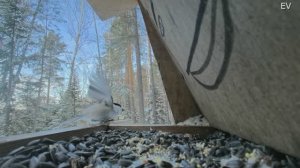 камера в кормушке для птиц СТОЛБЫ КРАСНОЯРСК