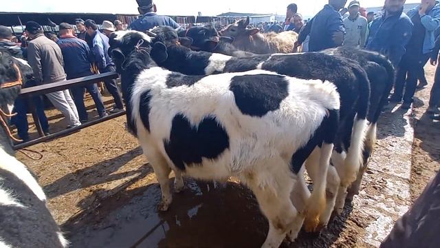 Мол бозор худжанд нархи буқачаҳои майда дар бозор охи? смотреть онлайн