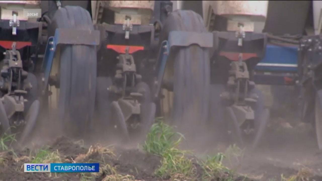 Проливные дожди и саранча  угрожают ставропольским полям