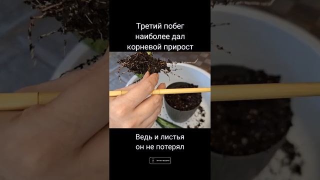 История реанимации сансы из подъезда #сансевиерия #sanse