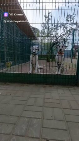 щенки далматина ездят на работу.