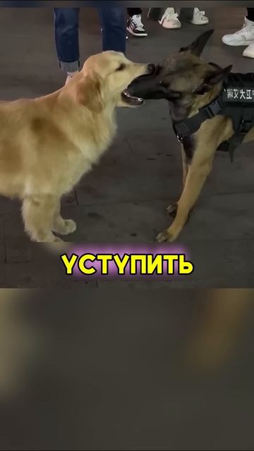 Никто не ожидал такого от Золотистого Ретривера #shorts # смотреть онлайн