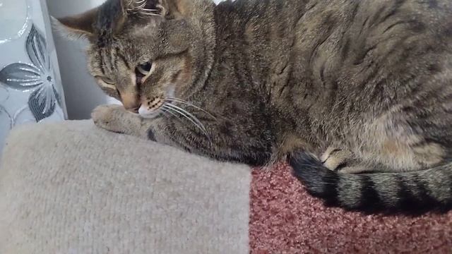 Спинку кресла я люблю, и на ней всегда я сплю. смотреть онлайн