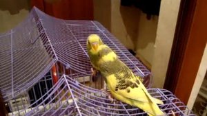 Волнистый попугай жжёт у зеркала