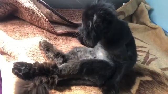 Самый ЛЕНИВЫЙ Персидский котэ