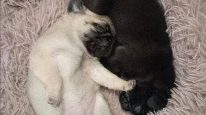 после приступа эпилепсии 2