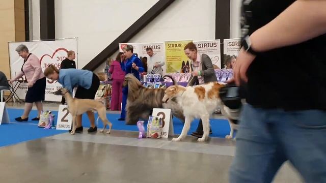 23.03.2025, СПб. Клуб "Сириус-1" (РКФ, РФОС). Выставка собак "ЦА смотреть онлайн
