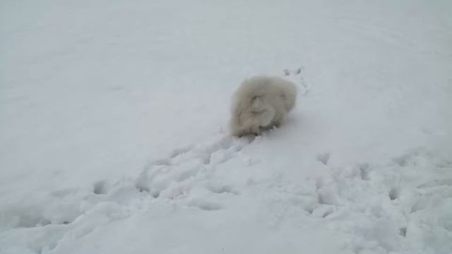 Самоед или самоедская лайка (сибирская лайка) играет с мячом в снегу. смотреть онлайн