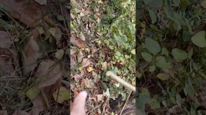 Секатор молоткового типа Due Buoi/Falket - Chikamasa