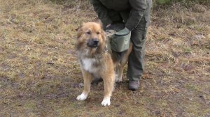 РЮКЗАК ДЛЯ СОБАКИ В ПОХОД
