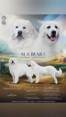 ПОЛЬСКАЯ ПОДГАЛЯНСКАЯ ОВЧАРКА 🐶 ЩЕНКИ В ПИТОМИКЕ Ала Бирс 📍Краснодар 📞+7 918 638-07-58