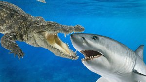 АКУЛА ПРОТИВ КРОКОДИЛА КТО СИЛЬНЕЕ?