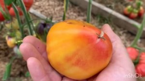 Обзор сортов Софии Сааковой .