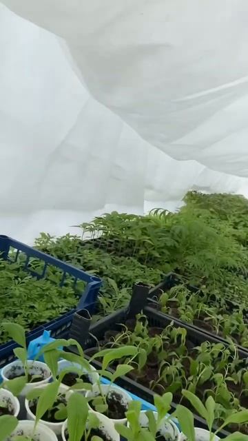 Рассада, которая выжила……🥶на улице -5, теплица удерж? смотреть онлайн