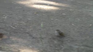 Смеловский