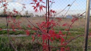 Японські клени Benі-maiko та Orange dream