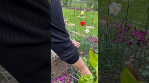 Сделала опору для Пиона 🌺 Как пережили цветы сильный