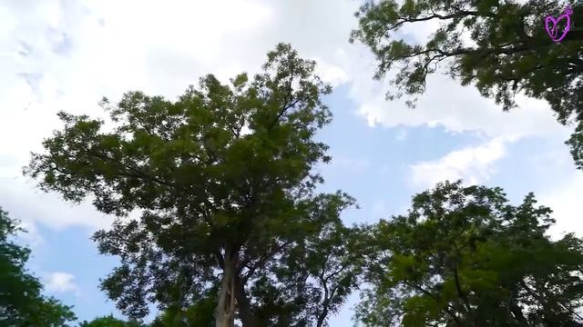 Съемка коллекции свадебных платьев от Санторини в сад смотреть онлайн