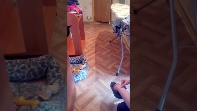 Собака "не виновата я!" смешное видео. смотреть онлайн